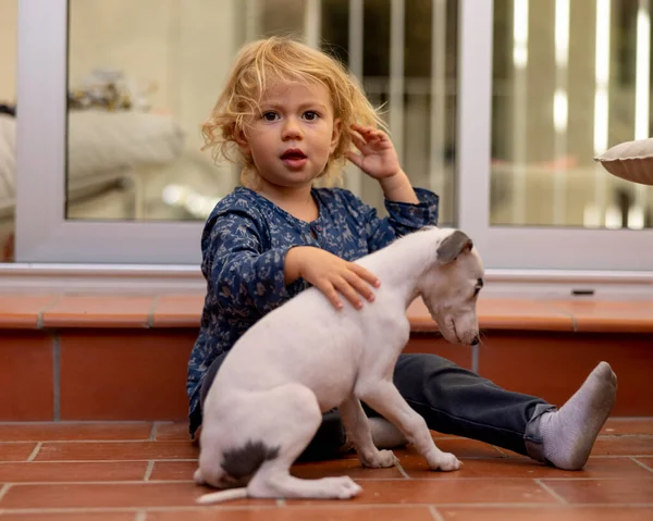 Aranyos lány az ő pet whippet kiskutya — Stock Fotó