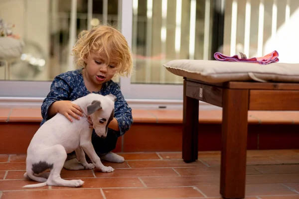 Aranyos lány az ő pet whippet kiskutya — Stock Fotó