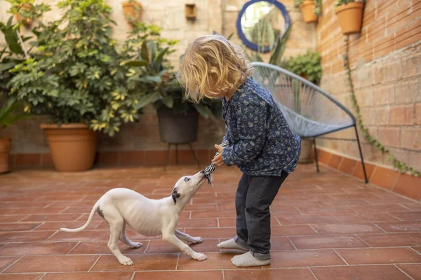 Aranyos lány az ő pet whippet kiskutya — Stock Fotó