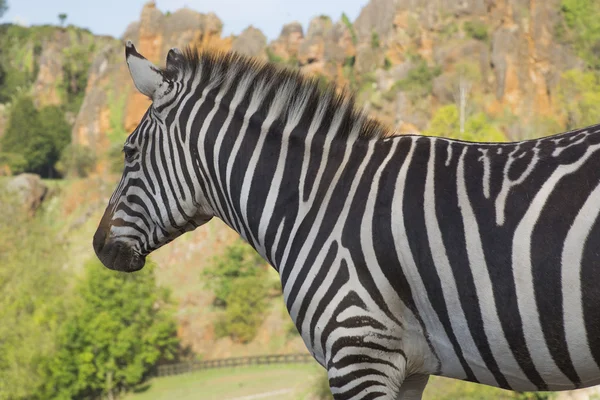 Zebra stoi samotnie w polu — Zdjęcie stockowe