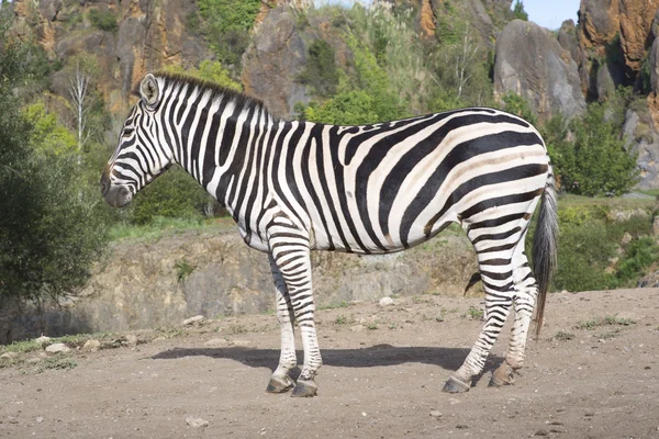 Зебра стоит одна в поле — стоковое фото