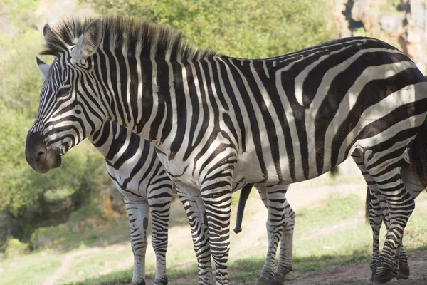 Zebra está num campo. — Fotografia de Stock
