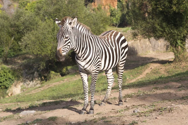 Uma zebra está sozinha em um campo — Fotografia de Stock