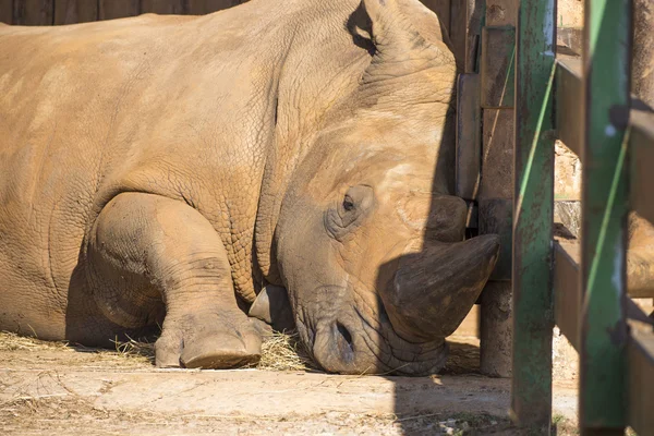 Rinoceronte adulto em prados — Fotografia de Stock