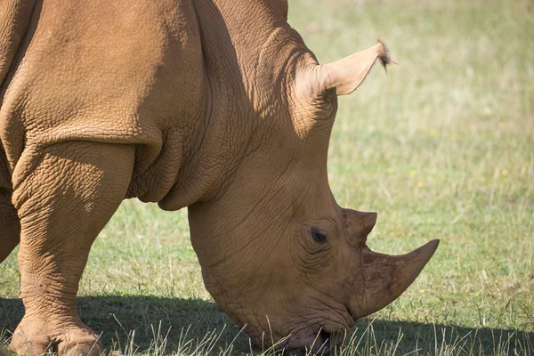 Adult rhino on grassland — Stock Photo, Image