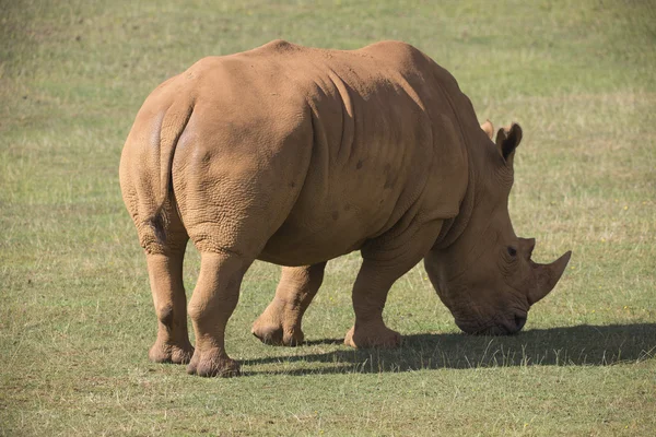 Adult rhino on grassland — Stock Photo, Image