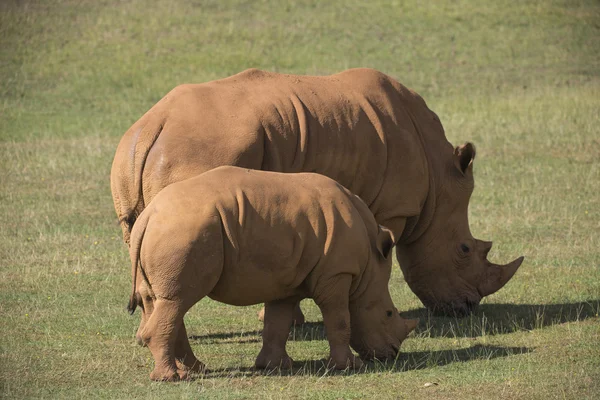 Felnőtt rhino a legelőn — Stock Fotó