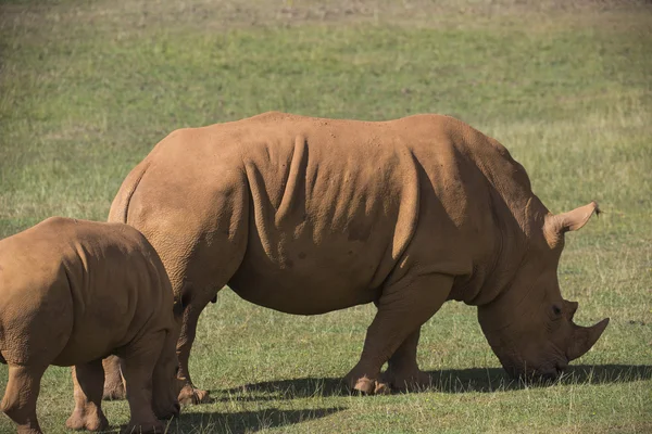 Adult rhino on grassland — Stock Photo, Image