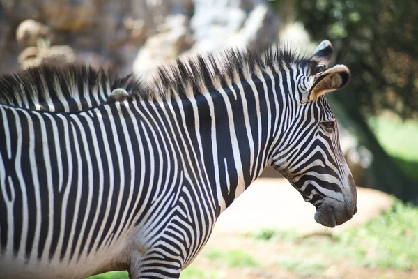 Perto de uma zebra — Fotografia de Stock