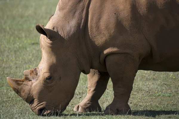 Adult rhino on grassland — Stock Photo, Image