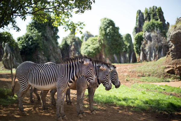 3 zebras de pé juntas — Fotografia de Stock