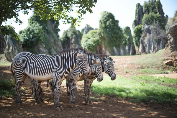 3 zebras de pé juntas — Fotografia de Stock