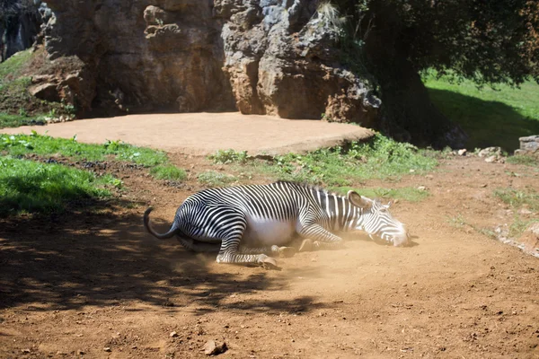 Zebra w zakurzonej ziemi — Zdjęcie stockowe
