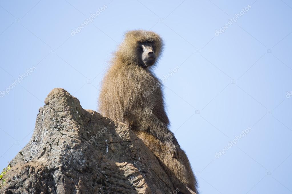 166 Ugly Monkey Pictures Ugly Monkey Stock Photos Images Depositphotos