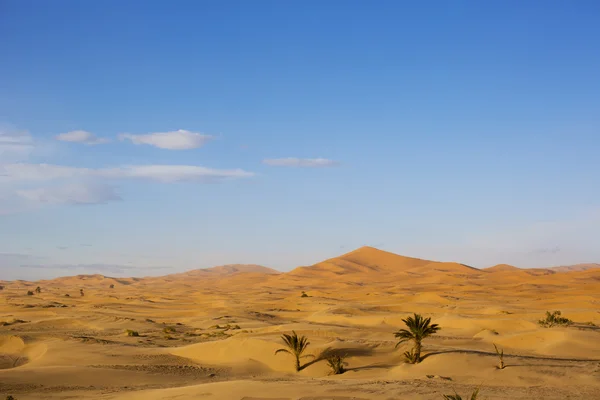 Dunes de sable en merzouga, le Maroc — Photo