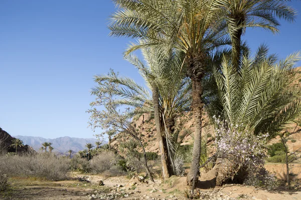 Rock formations with plam trees — Stock Photo, Image