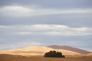 ERG African kum tepeleri