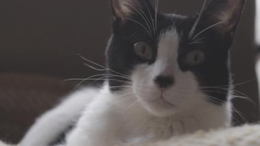 Evcil bir kedi etrafa bakıyor.