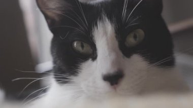 Evcil bir kedi etrafa bakıyor.