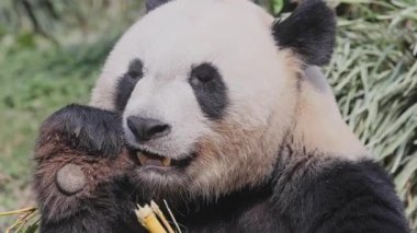 Bir pandanın yemek yerken yakın plan çekimi.