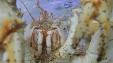 Restoran akvaryumunda ıstakoz yengeci.