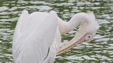 Suyun yanında beyaz bir pelikan.