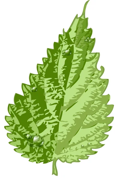 그린 트리 여름 자연 잎 — 스톡 사진