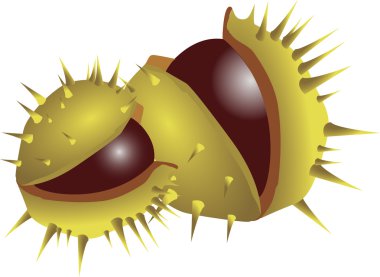 Resimli kestane conker vektör
