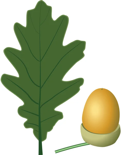 Oak leaf and acorn — Stock Photo, Image