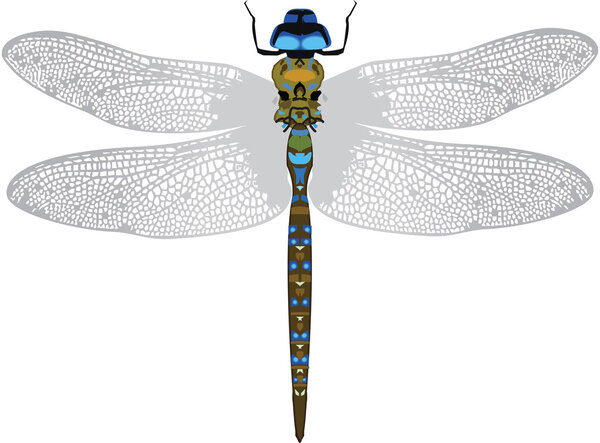 Dragonfly represented in the form of a tattoo