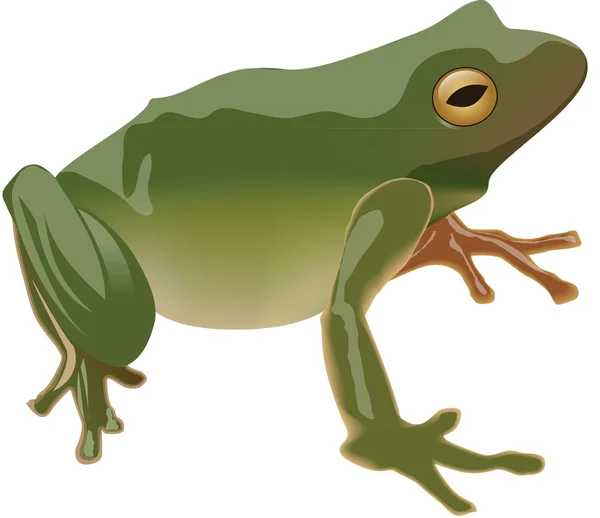 Illustration, joyeuse grenouille verte avec un oeil plus grand — Photo