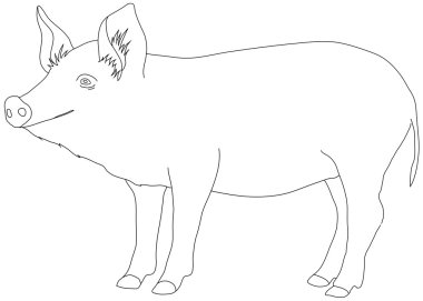 Domuz Çizgisi illüstrasyonu siyah beyaz