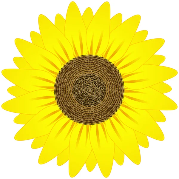 Girasole vettoriale, illustrazione realistica . — Foto Stock