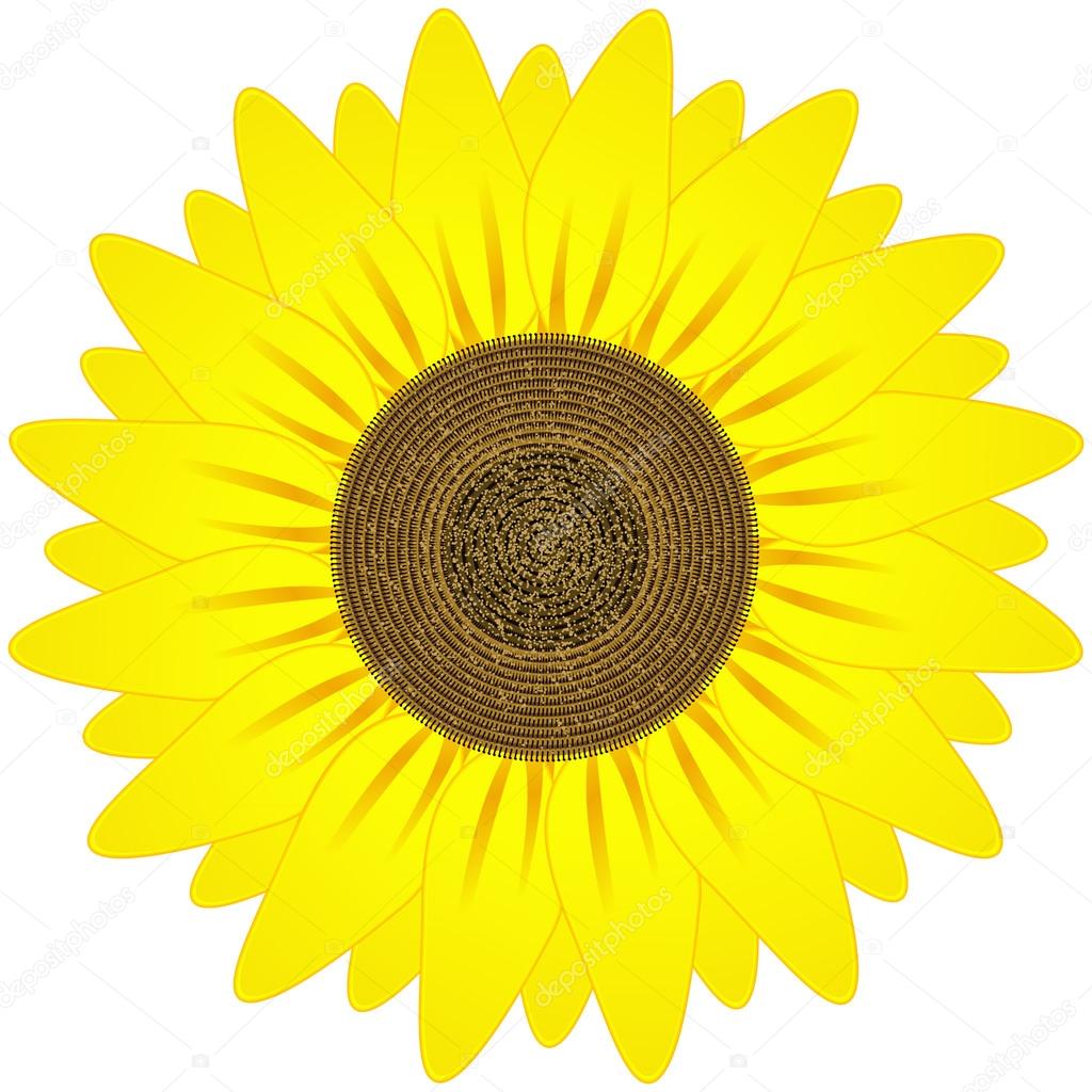 Download Vector sunflower, realistic illustration. — Stock Photo ...