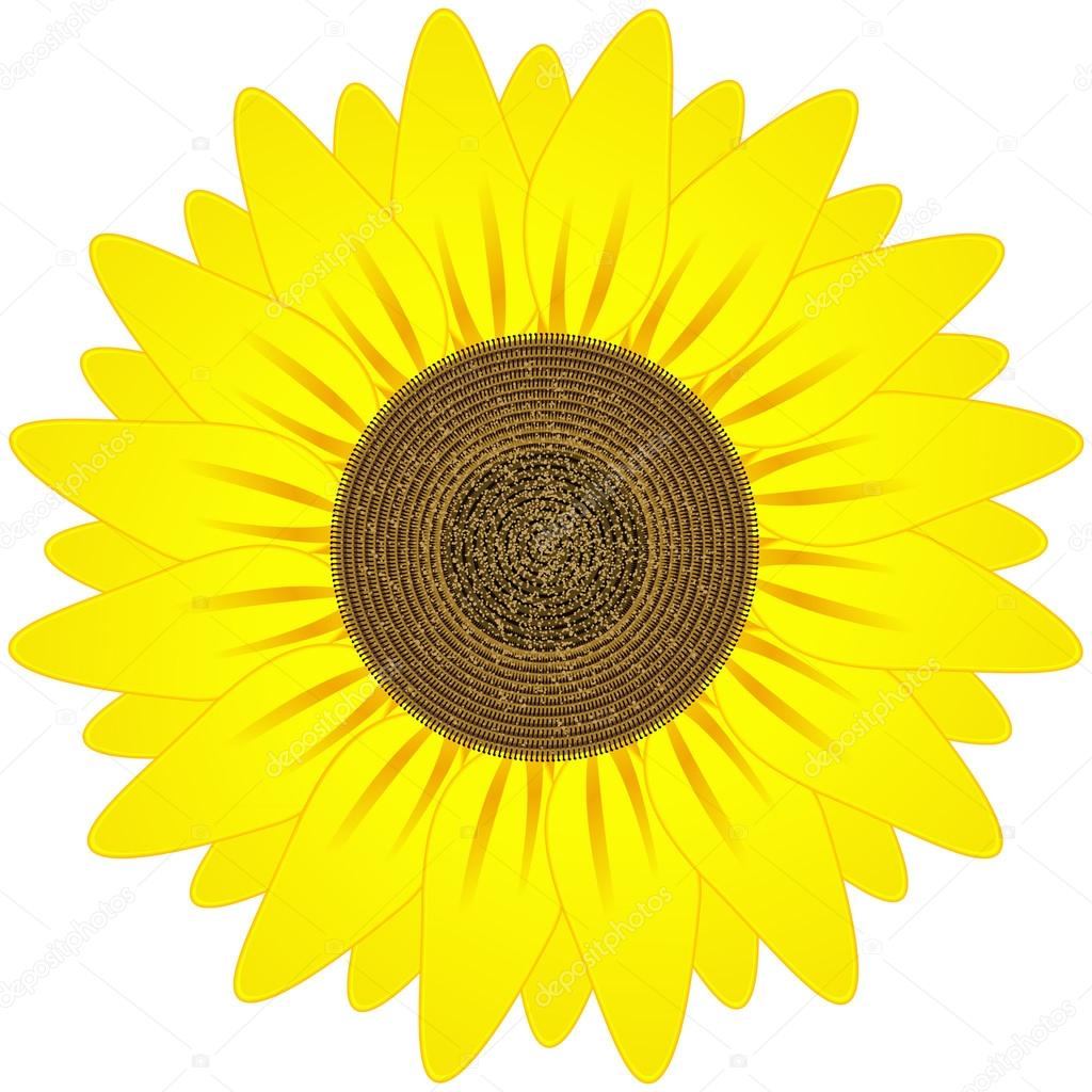 Free Free 161 Realistic Sunflower Svg SVG PNG EPS DXF File