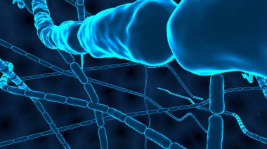 bakteri hücresi 3 boyutlu kavram