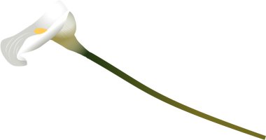 Düğün lily