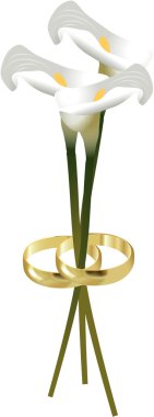 Düğün lily