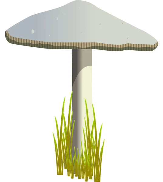 MUSHROOM — Stock Photo, Image