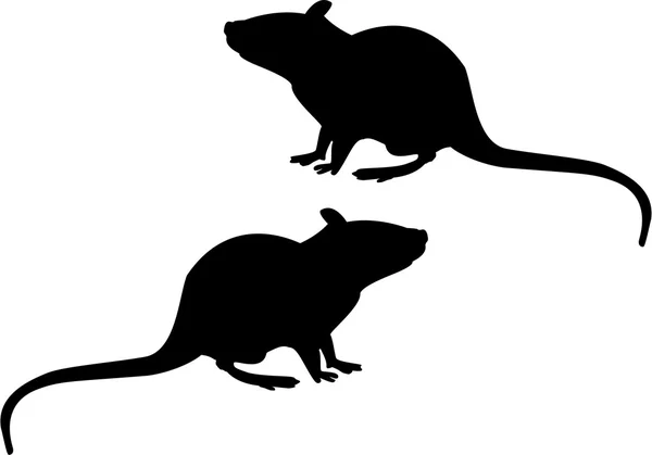 Rats — Stock Photo, Image