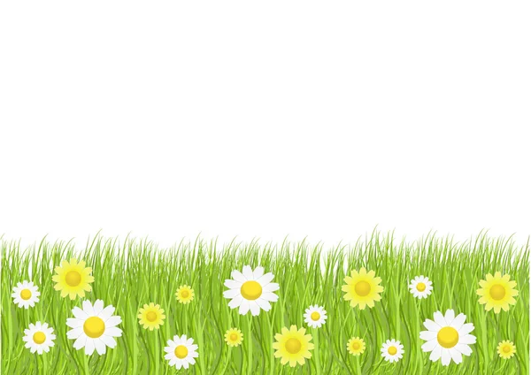 Grass and daisies — Stock Photo, Image