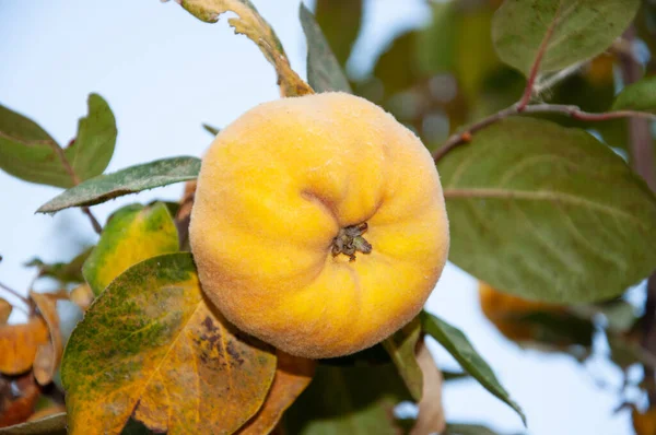 Ripe yellow quince fruits grow on quince tree with green foliage in autumn garden