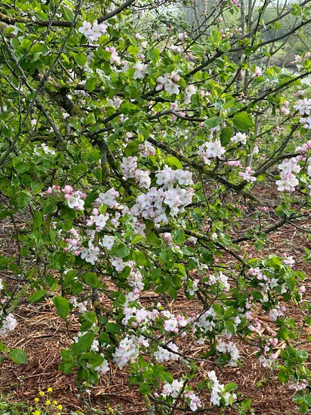 Beesd yakınlarındaki Appeldijk boyunca çiçek açan elma ağaçlarının bahar manzarası. Beyaz elma çiçekleri ilkbaharı, meyve ekimini ve Hollanda kırsalının doğal güzelliğini sembolize eden yeni bir kırsal alan oluşturur..