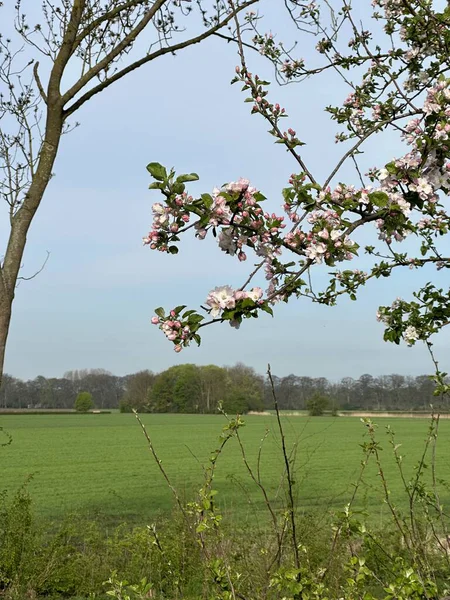 Beesd yakınlarındaki Appeldijk boyunca çiçek açan elma ağaçlarının bahar manzarası. Beyaz elma çiçekleri ilkbaharı, meyve ekimini ve Hollanda kırsalının doğal güzelliğini sembolize eden yeni bir kırsal alan oluşturur..