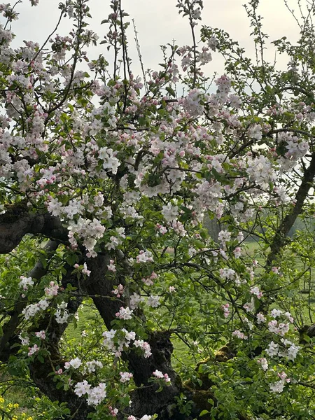 Beesd yakınlarındaki Appeldijk boyunca çiçek açan elma ağaçlarının bahar manzarası. Beyaz elma çiçekleri ilkbaharı, meyve ekimini ve Hollanda kırsalının doğal güzelliğini sembolize eden yeni bir kırsal alan oluşturur..