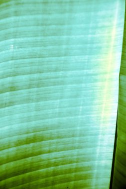  Tayland'da bir yeşil siyah kho samui  