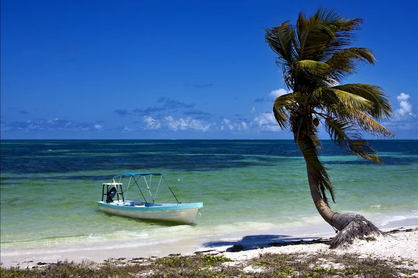 Palm in de blauwe lagune en boot sian kaan in mexico — Stockfoto
