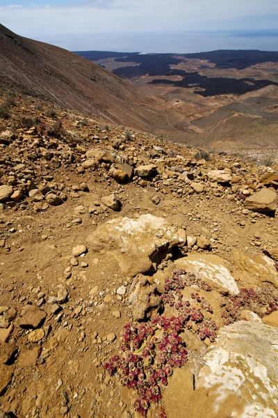 Planta de flores del océano atlántico arbusto timanfaya en los volcanes l — Foto de Stock