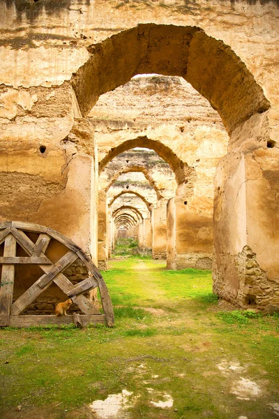 stock image old moroccan granary  the cat  wall