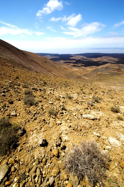 Атлантический океан цветок древесины кустарника timanfaya — стоковое фото